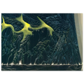 Out of the Sea Poster | Eyvind Earle Poster | Eyvind Earle Prints